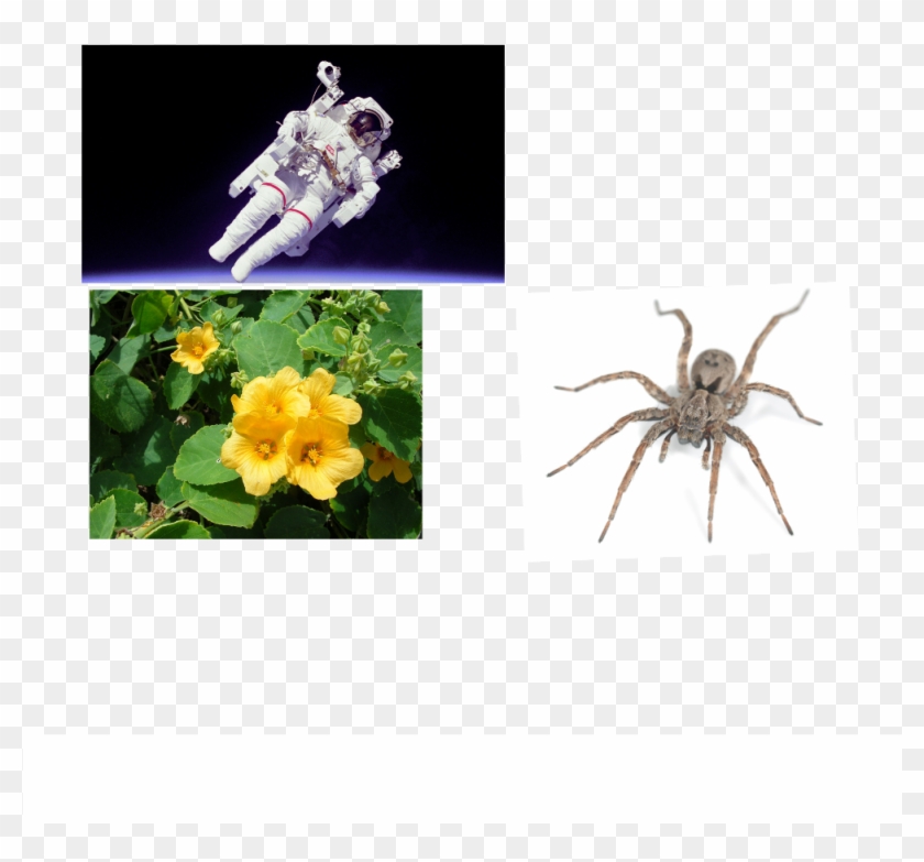 View Samegoogleiqdbsaucenao N , - Space Clipart