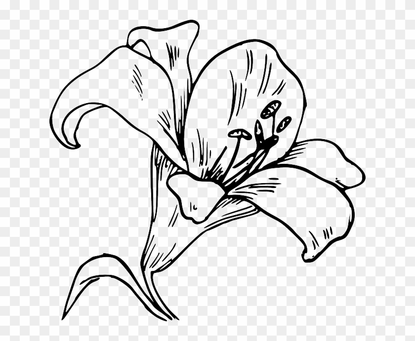 Flower Bloom Plant Lily Nature Calla Tattoo - Lily Clip Art - Png Download #1983846
