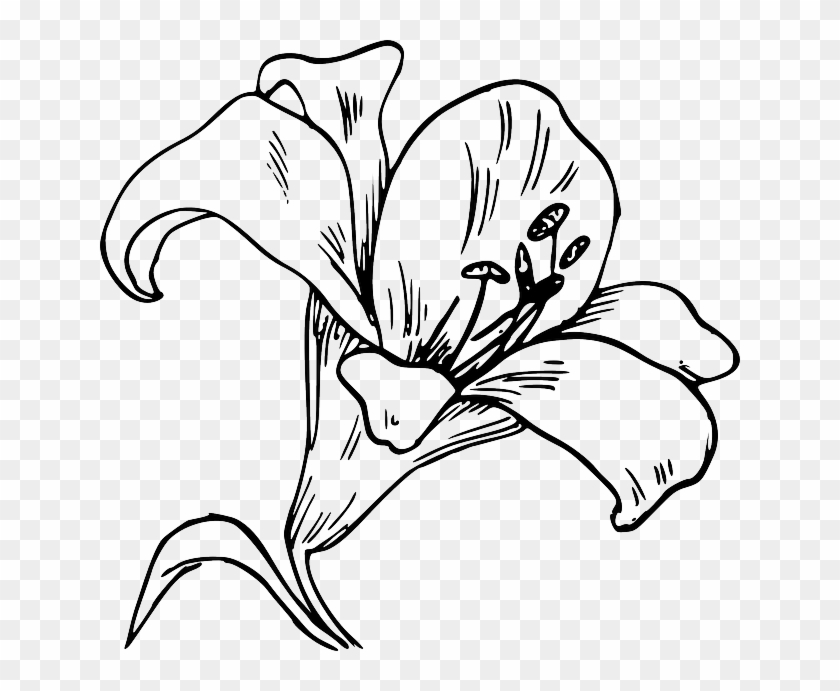 Flower Bloom Plant Lily Nature Calla Tattoo - Lily Clip Art - Png Download