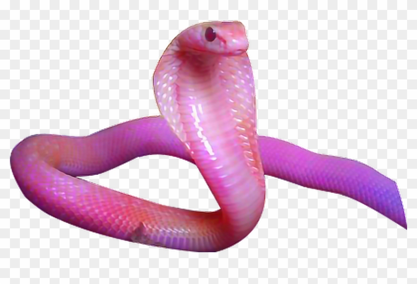 Pink Snake Png Image - Snake Aesthetic Clipart