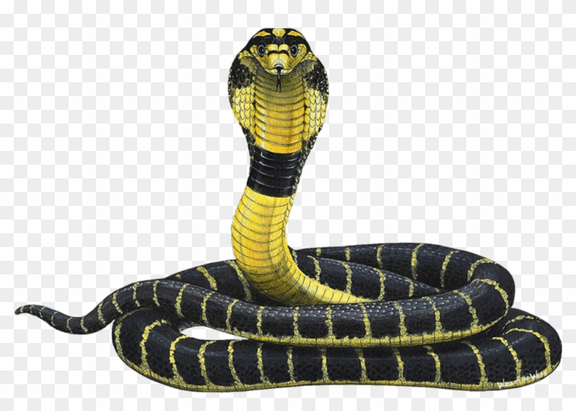 Cobra Png - Cobra Snake Clipart