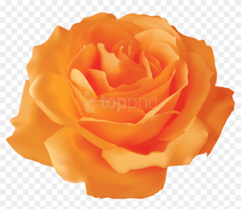 Free Png Download Orange Rose Transparent Png Images - Transparent Background Yellow Rose Png Clipart
