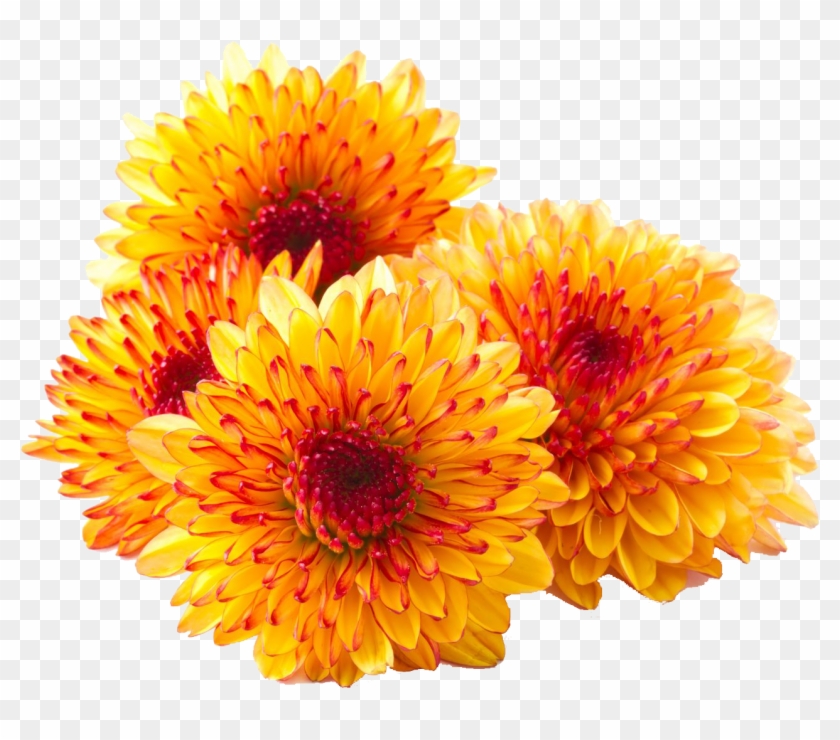 Chrysanthemum Png Photos - Chrysanthemum Png Clipart #1985093