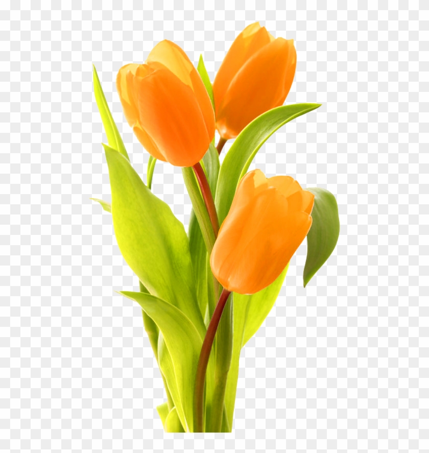 Keukenhof Indira Gandhi Memorial Tulip Garden Bouquet - Transparent Orange Tulip Clipart #1985204