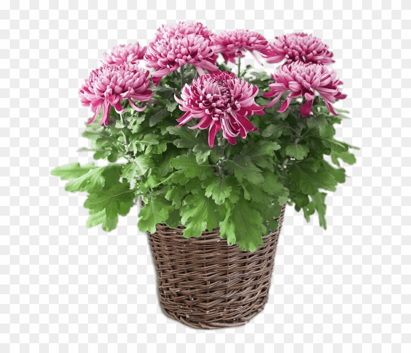 Download Potted Pink Chrysanthemum Transparent Png - Houseplant Clipart #1985553