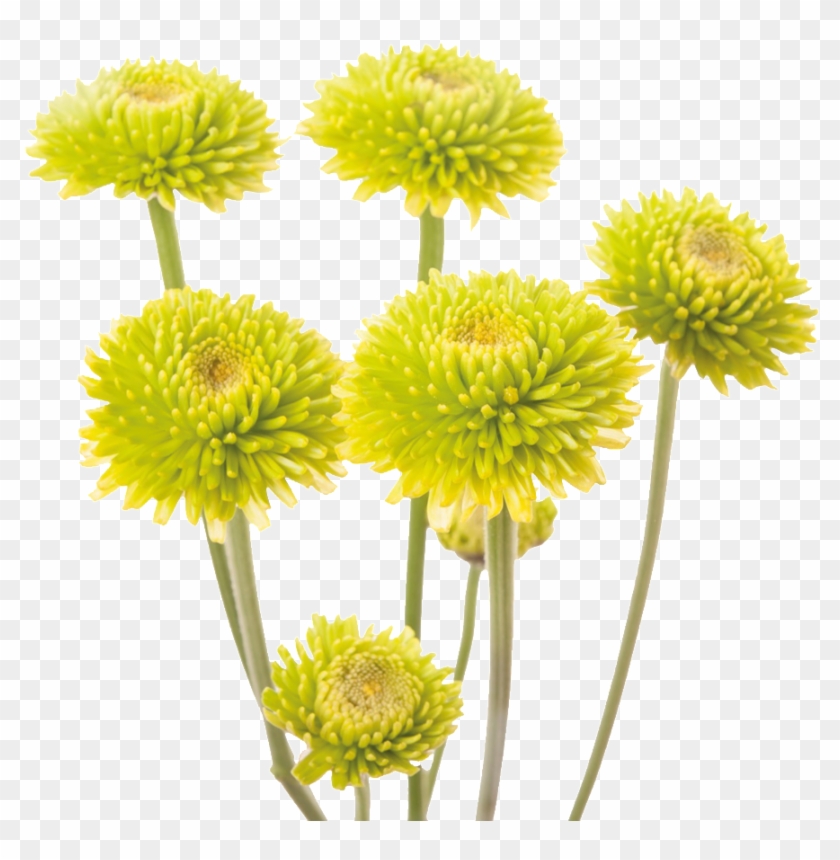 This Product Design Is Yellow Chrysanthemum About Yellow, - Flores Sin Hojas Clipart #1985832