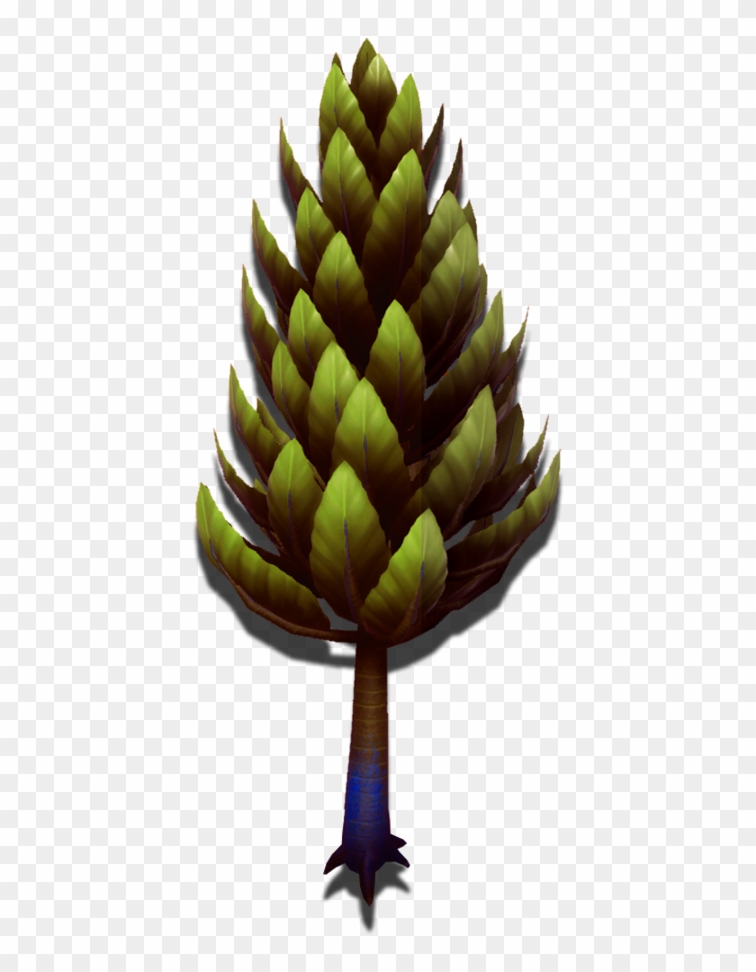 A Hardy Evergreen Tree - Pond Pine Clipart