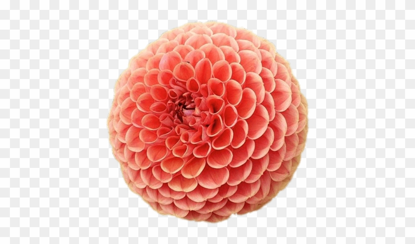 Pompom Chrysanthemum - Dahlia Clipart #1985958