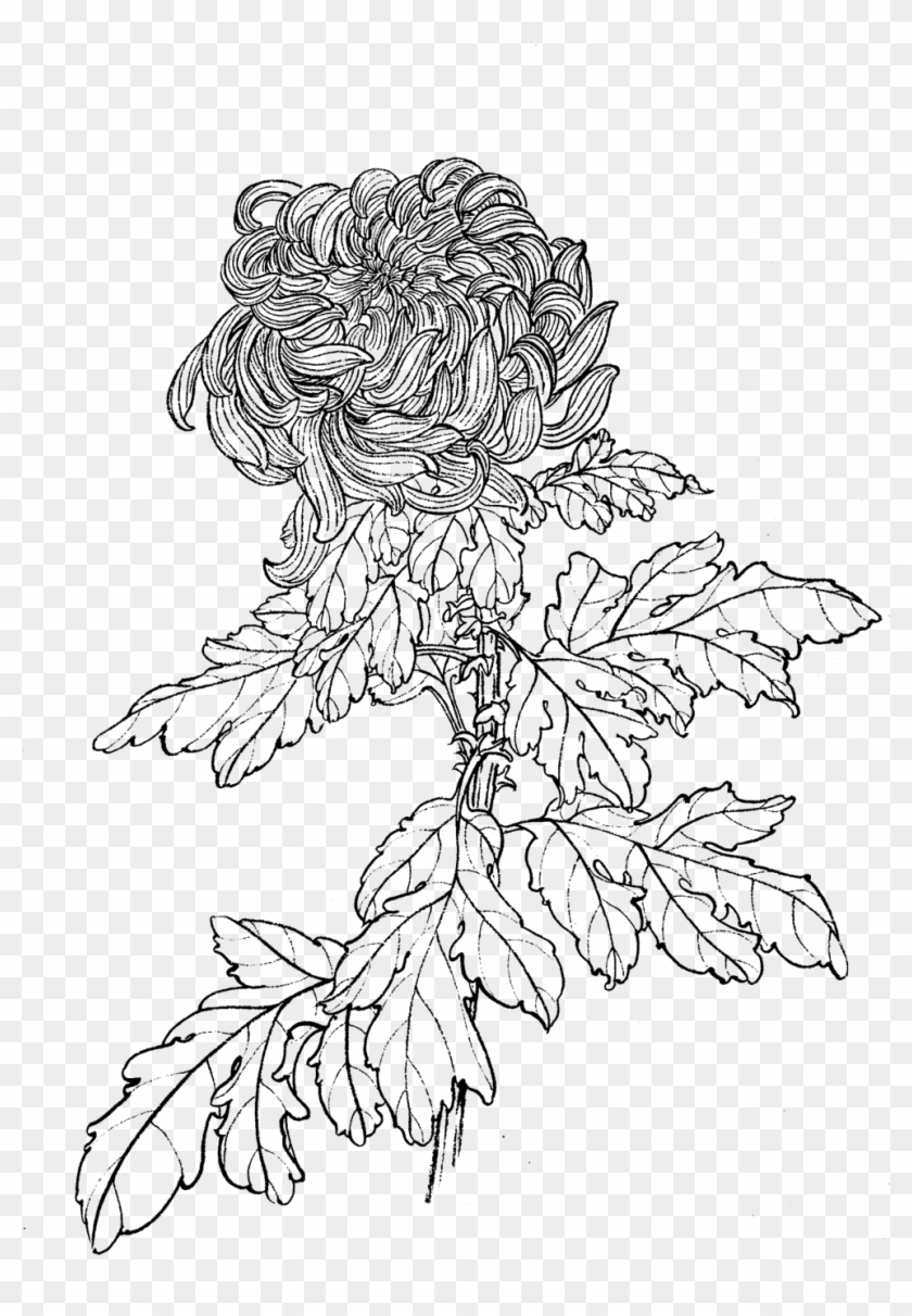 Clip Art Royalty Free Download Flower Chrysanthemum - Chrysanthemum Line Drawing Free - Png Download