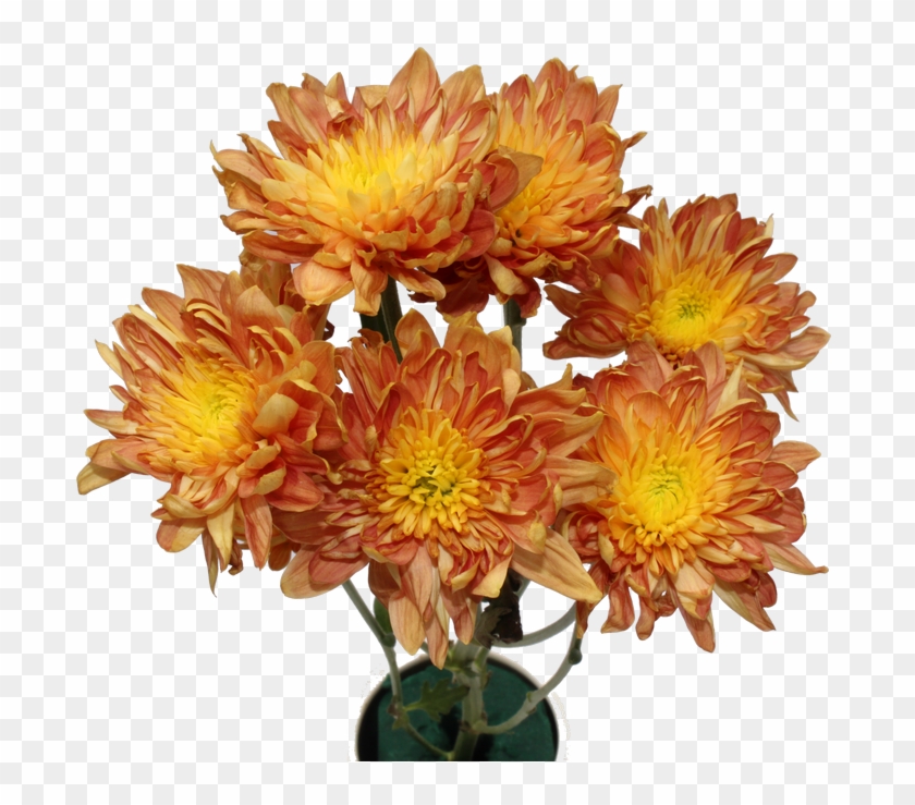 Chrysanthemum Flower Chrysanthemum Flower - Bouquet Clipart #1986137