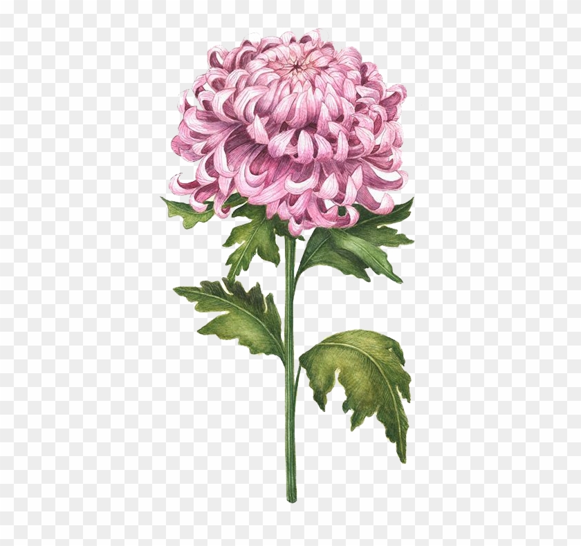 Chrysanthemum Drawing Colored Transparent Background