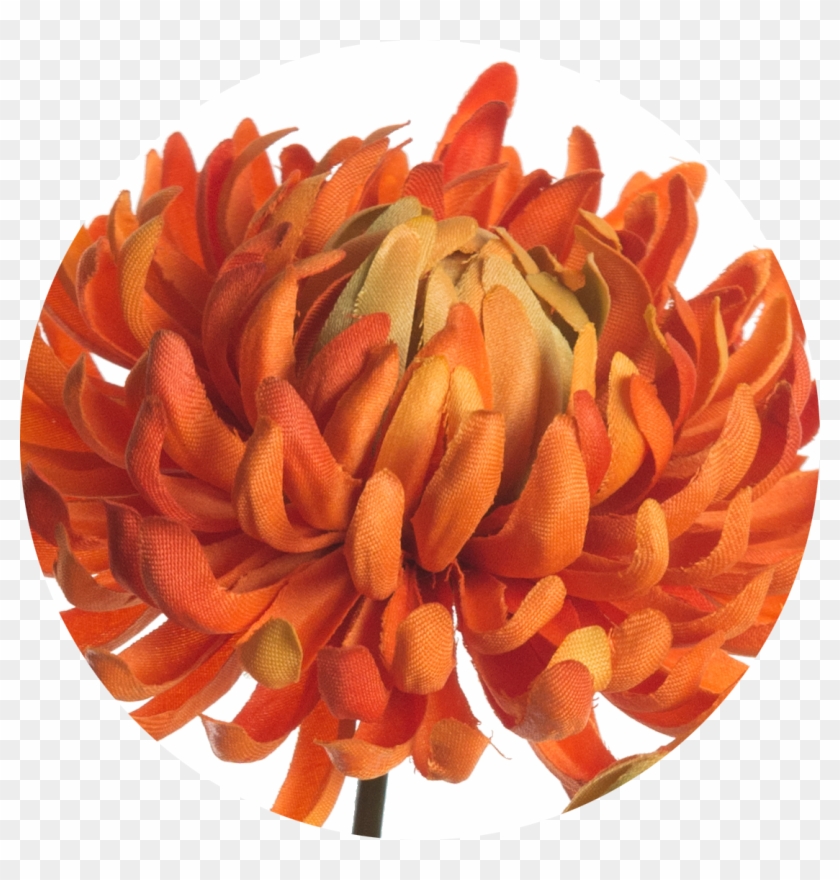 Chrysanthemum 60 Cm - Dahlia Clipart #1987162