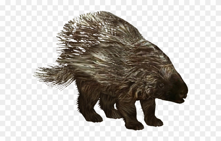 Porcupine Png - North American Porcupine Transparent Clipart