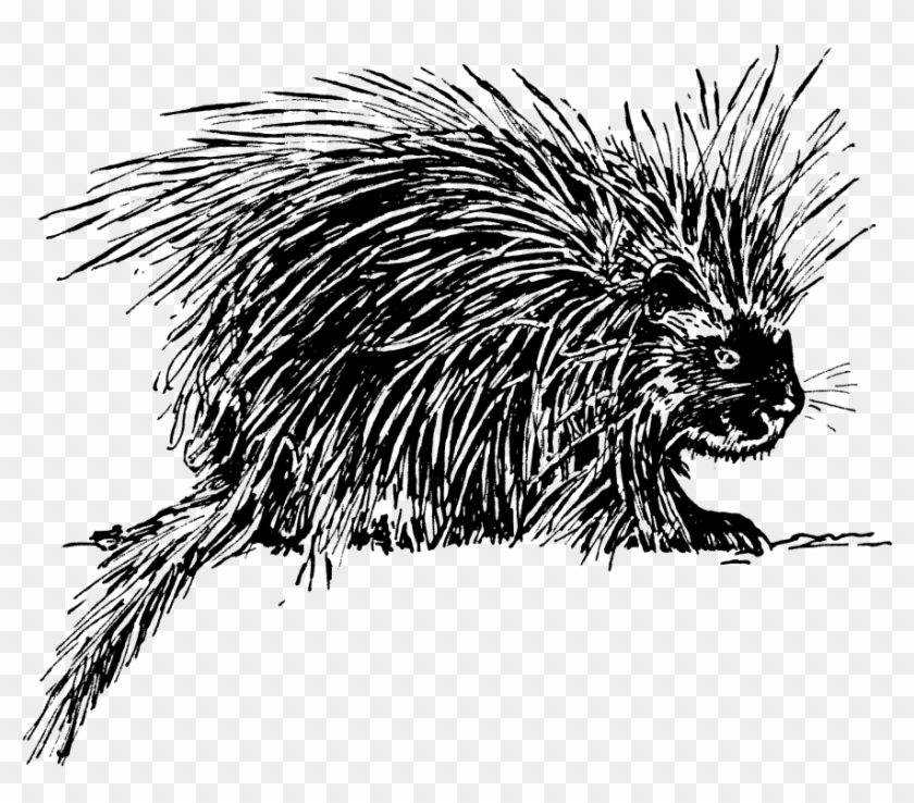 Porcupine Png Clipart