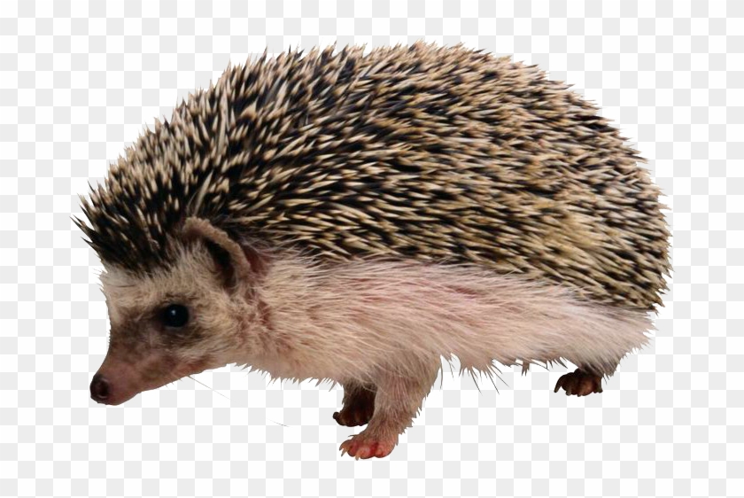Porcupine Png Clipart
