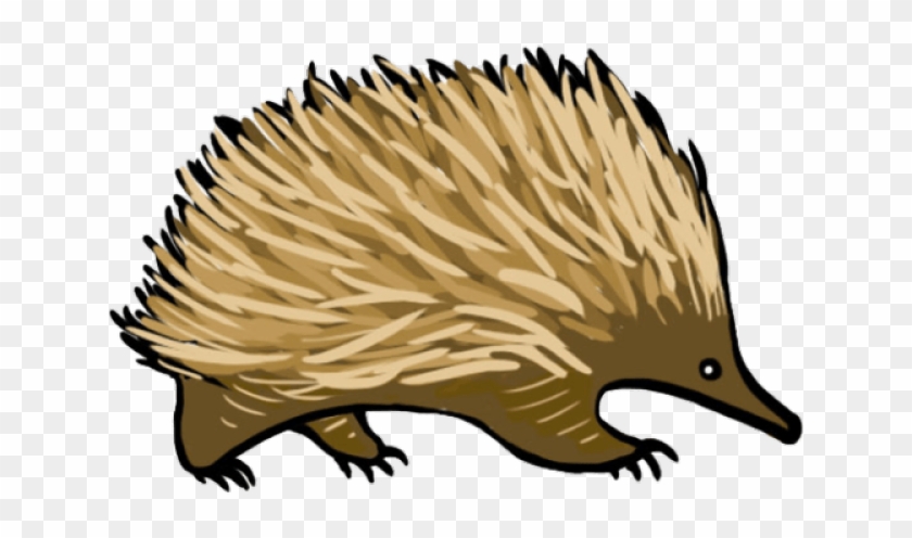 Porcupine Clipart Transparent - Transparent Background Echidna Clipart - Png Download