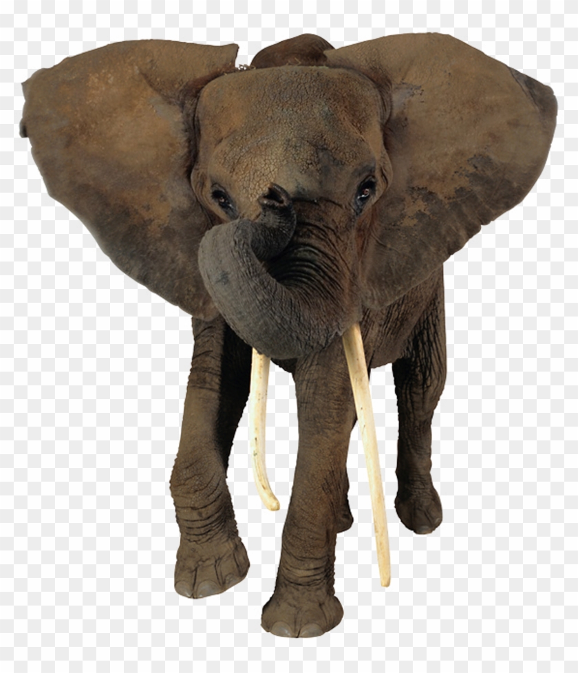 African Elephant Head Png - Elephant Png No Background Clipart #1989367
