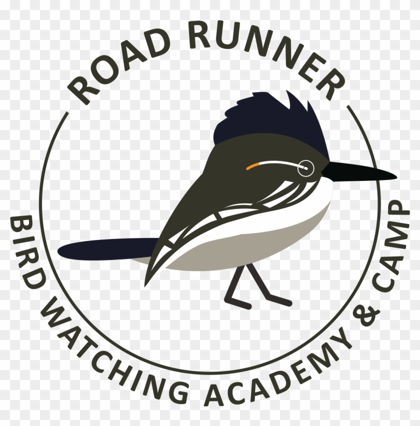 Greater Roadrunner - Old World Flycatcher Clipart #1989508