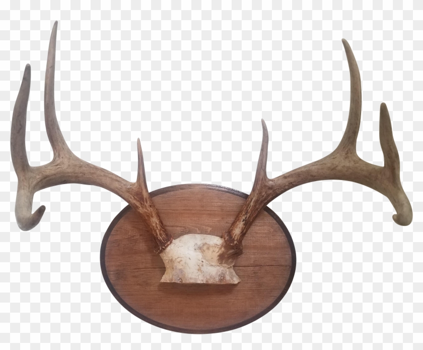 Deer Antler Png - Antler Clipart #1992152