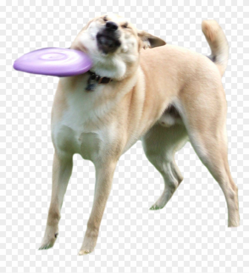 View Samegoogleiqdbsaucenao Doge 3 , Clipart #1992770