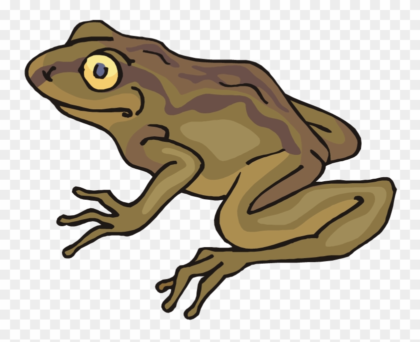 Clip Art Transparent Stock Free Frog - Toad Clipart - Png Download