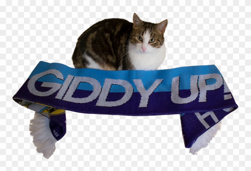 4chan Cup, 4chan Cup Scarf, Barely Pony Related, Cat, - Mlp 4chan Cup Scarf Clipart #1994837