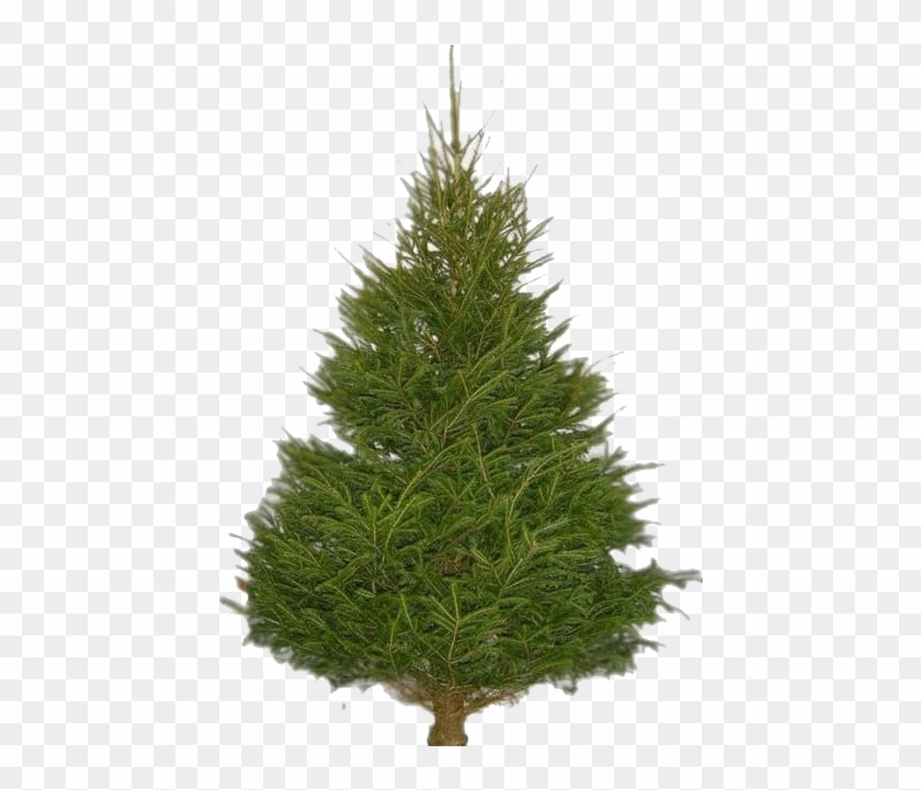Fir Tree Png Images - Lille Juletræ Clipart