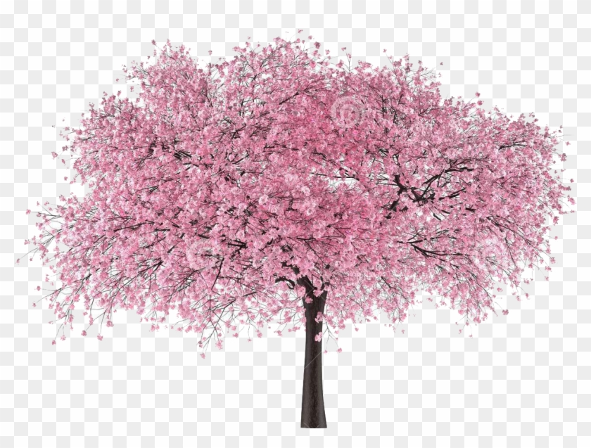 Japan Tree Sakura - Cherry Blossom Japan Graphics Clipart #1997533