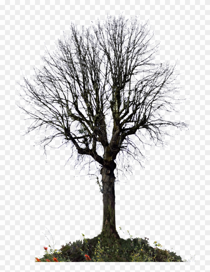 Winter Tree Png - Trees For Photoshop Winter Clipart