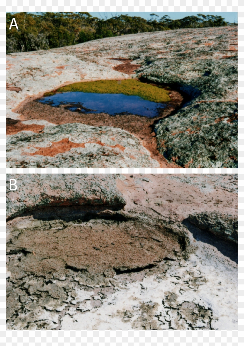 Url, Http - Freshwater Marsh Clipart #1998096