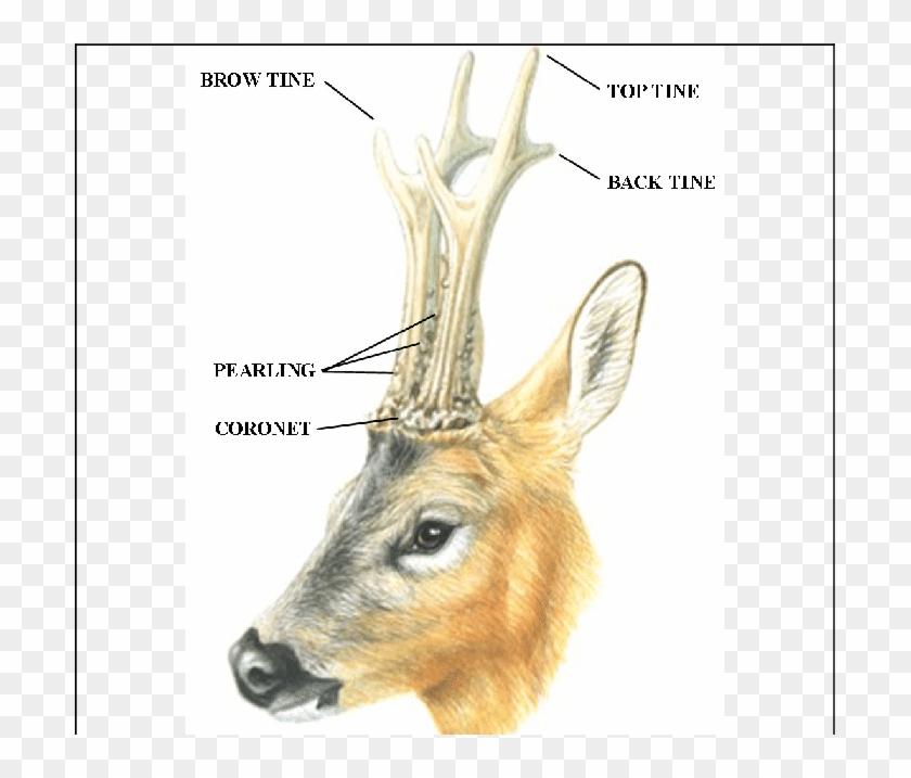 Parts Of The Roe Deer Antlers - Roe Deer Clipart #20043