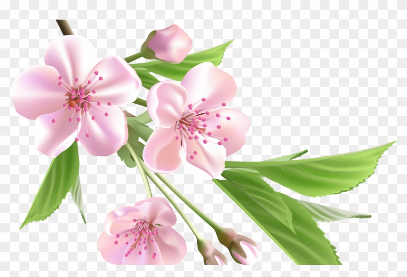 Sakura Flower Drawing Clip Art Library - Pink Flower Flower Background Png Transparent Png #20207