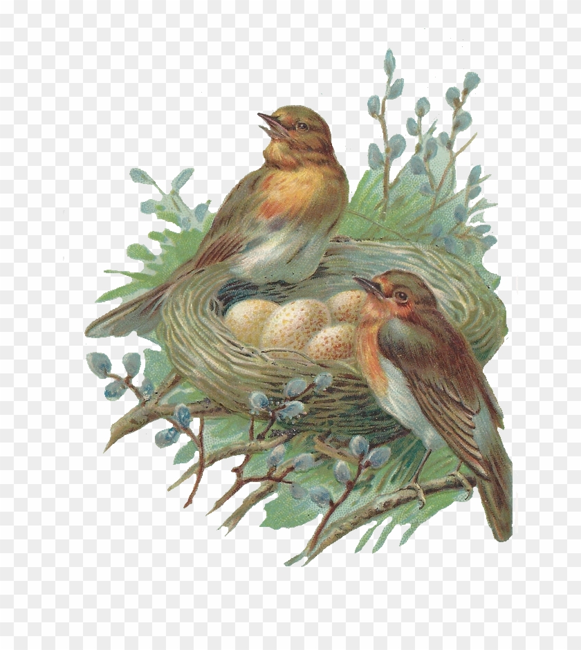 Nest Png Image - Vintage Birds And Nest Clipart #20508