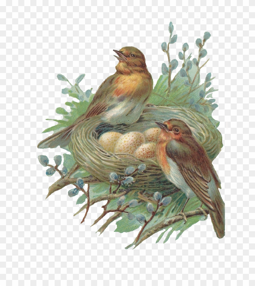 Nest Png Image - Vintage Birds And Nest Clipart