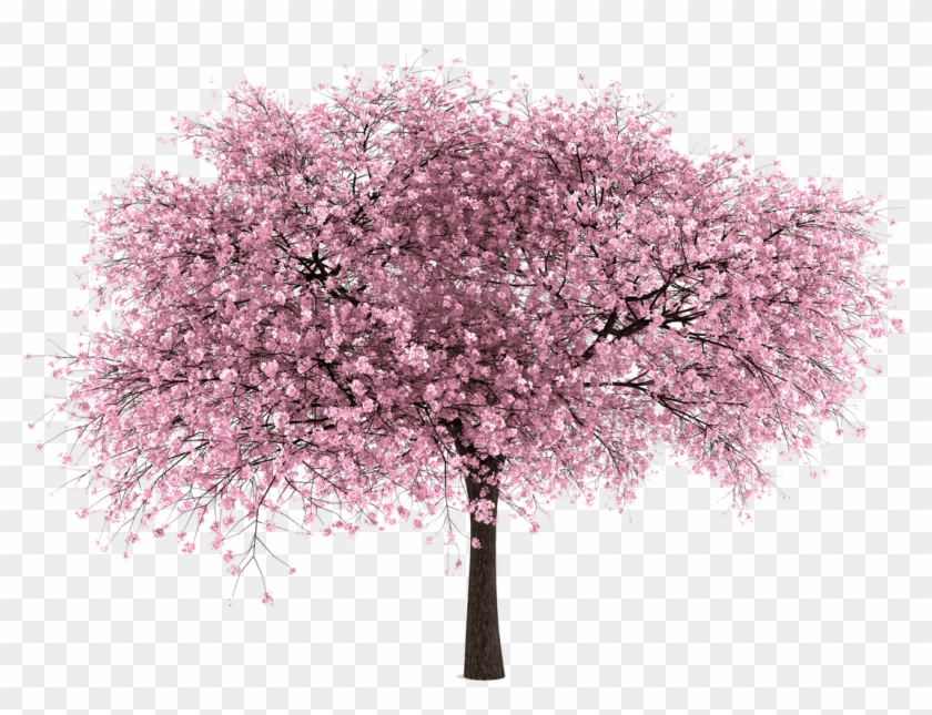 Sakura Clipart Pretty Tree - Cherry Blossom Tree Png Transparent Png #20645