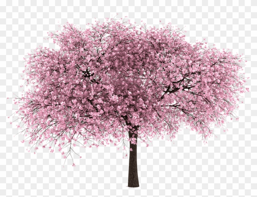 Sakura Clipart Pretty Tree - Cherry Blossom Tree Png Transparent Png