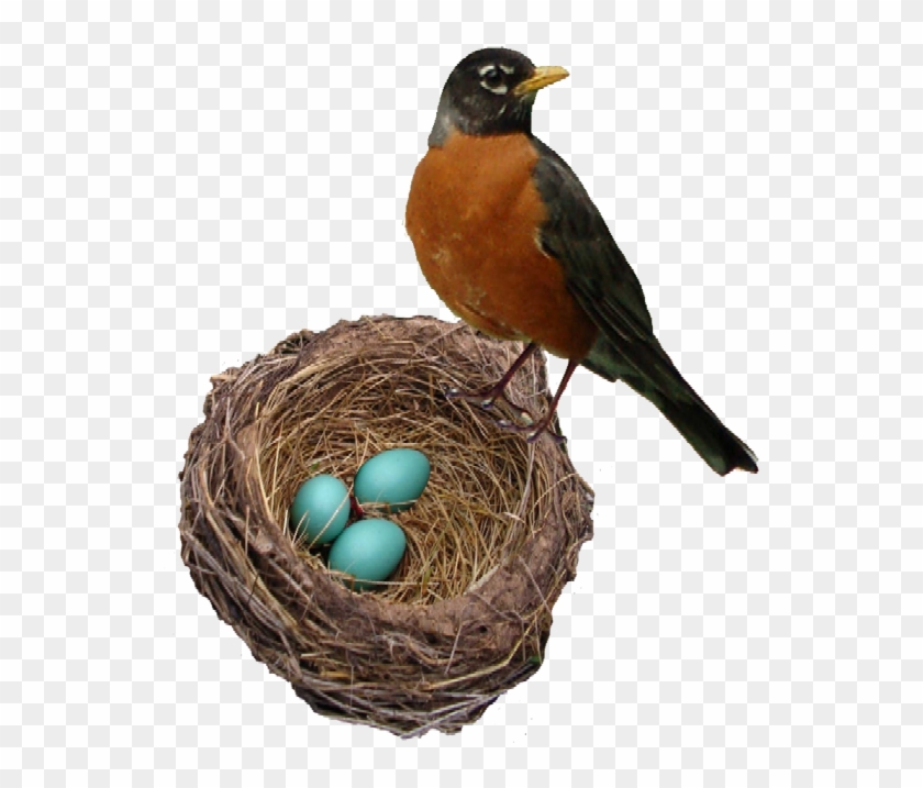 Robin Egg Ferrebeekeeper Robinsnestweb - Robin In A Nest Clipart #20958