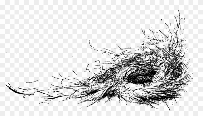 Bird Nest Clip Art - Nest Illustration - Png Download #21123