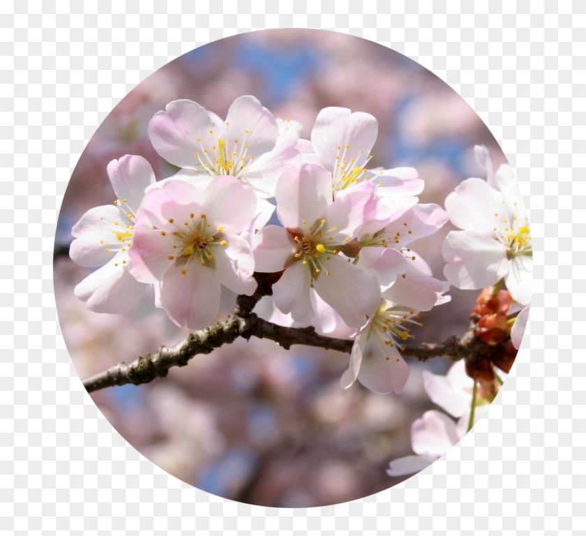 Sakura Massage Oil - Cherry Blossom Clipart #21218