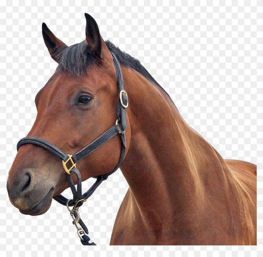 Horse Head Transparent Background Clipart #21885