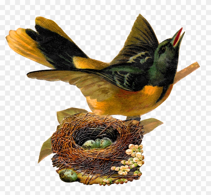 Oriole Bird Nest Eggs Clip Art Printable Artwork - Bird In Nest Illustration - Png Download #21935