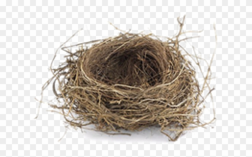 Bird Nest Png Clipart