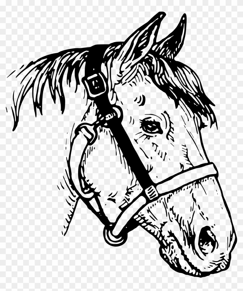 Horse Head Png Clipart - Horse Head Drawings Clip Art Transparent Png #22002