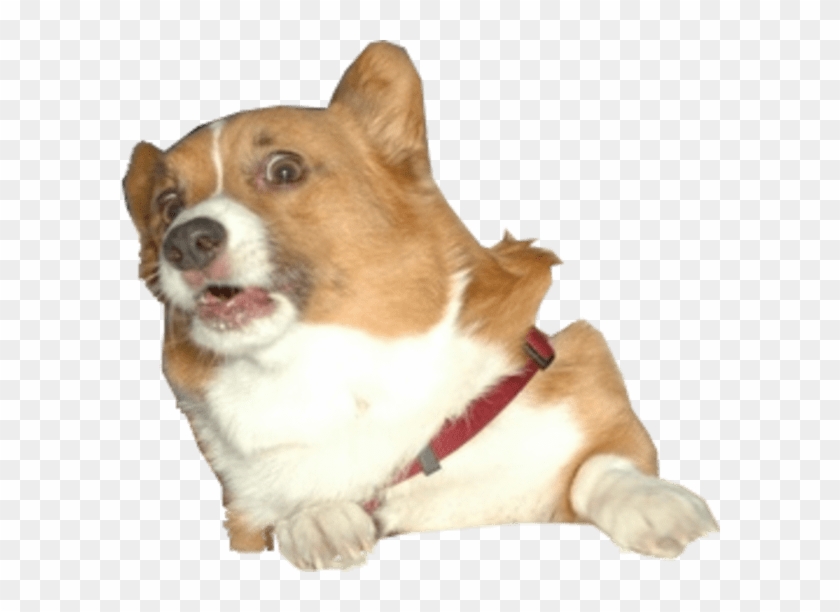 Surprised Corgi Dog - Surprised Corgi Clipart