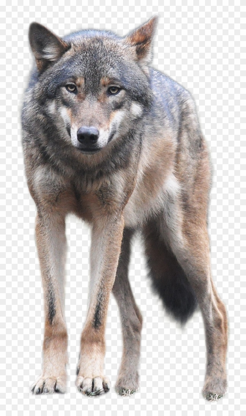 Wolf Png Front Look - Wolf Png Clipart
