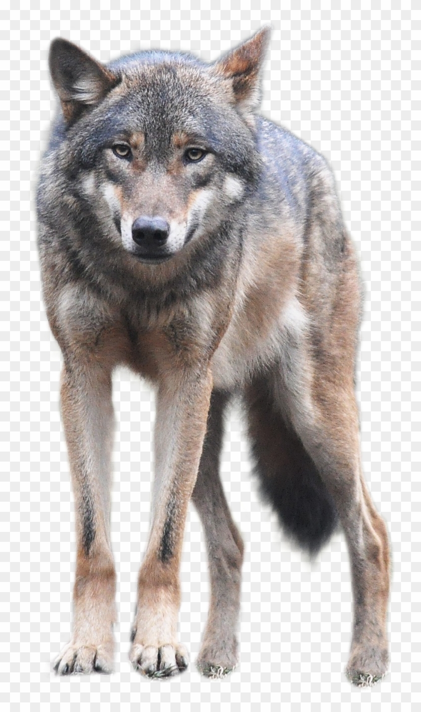 Wolf Png Front Look - Wolf Png Clipart #24979