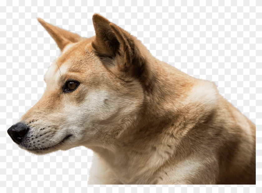 Transparent Dingo Png Clipart #25848