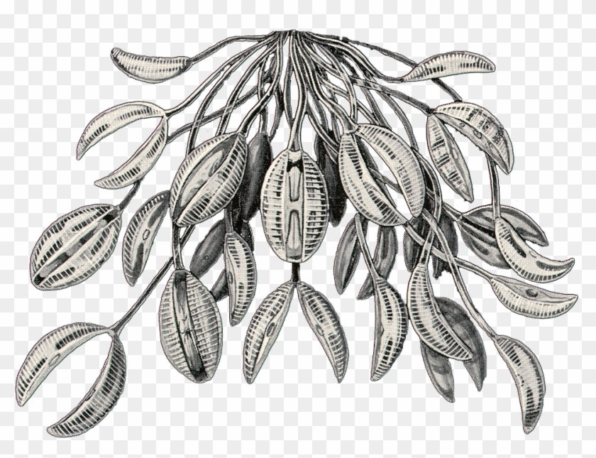 Diatomea/claw Leaves Copy This Work Is Licensed Under - Sketch Clipart