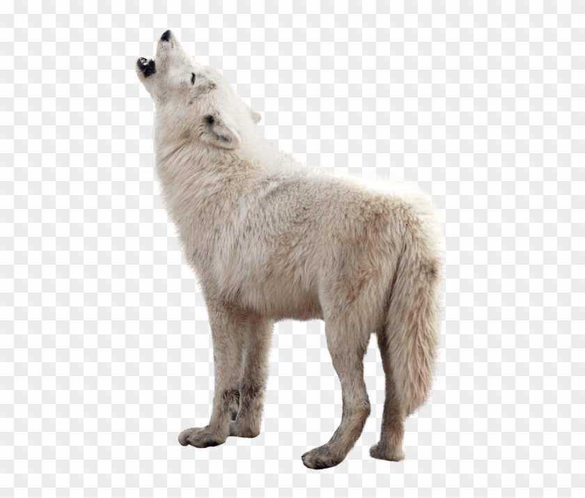 Free Png Download Wolf Png Images Background Png Images - Wolf Png Clipart #26136