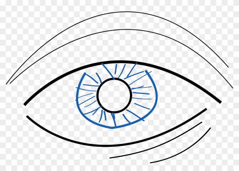 Googly Eyes Drawing Simple Eye In Invertebrates Color - Simple Eyes Drawing Color Clipart